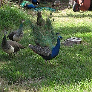 Picture 027